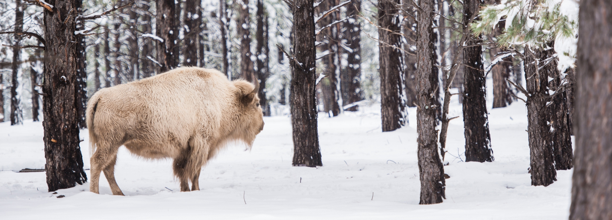 Image o f a white buffalo standing in the snow amongst the trees.